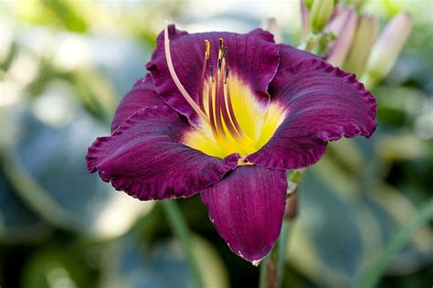 Purple Stella Daylily D Ore