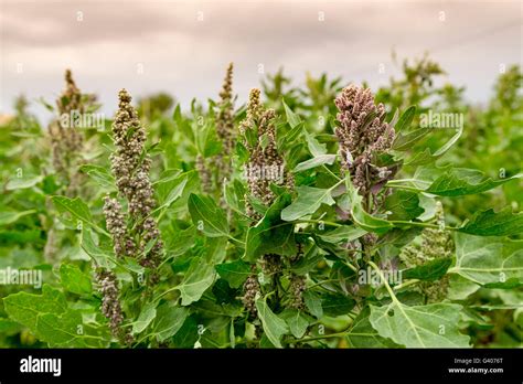 Quinoa Plant Leaves