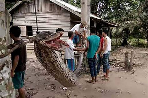 Giant Pythons Keep Attacking People In Indonesia — And Humans Might Be To Blame The Washington