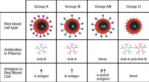 BIOL Exam 4 Flashcards Quizlet