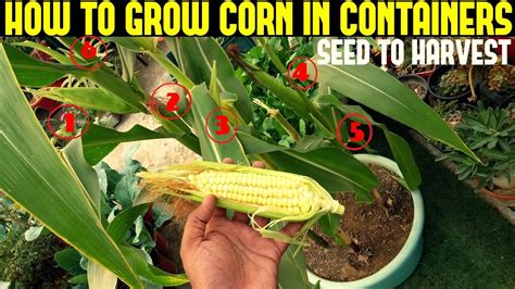 How To Grow Sweet Corn In Container From Seed To Harvest Garden With Grandma