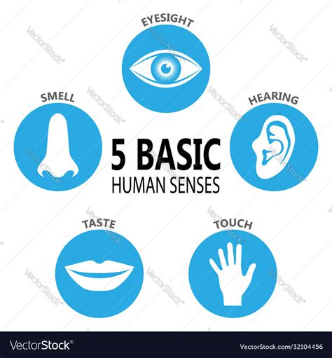 5 senses Royalty Free Vector Image - VectorStock