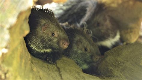 Zwei Wei Schwanz Stachelschweine Im Tierpark Hellabrunn Geboren