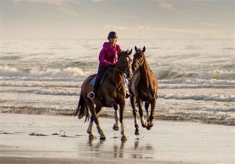 Morning Gallop Pegasus Bay New Zealand Dannie Armstrong Flickr