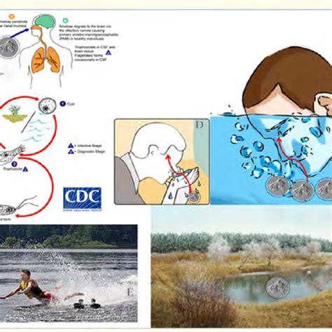 Shows The Life Cycle And Infection Acquisition Of Naegleria Fowleri Download Scientific Diagram