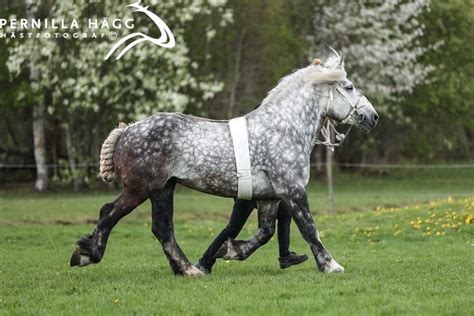 our ardennes stallion “attack” (he is the only approved stallion in ...