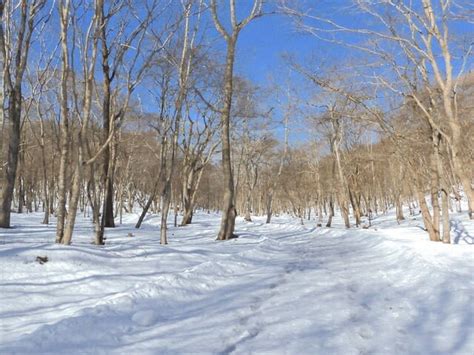 雪が降り雨が降ったあとの公園の様子 萩の里自然公園便り