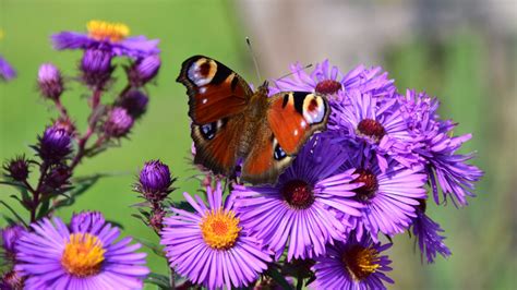 Top 10 Flowers that Attract Butterflies - The Mysterious World