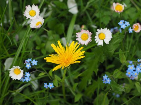 Kostenlose foto Natur blühen Weiß Feld Wiese Löwenzahn Prärie