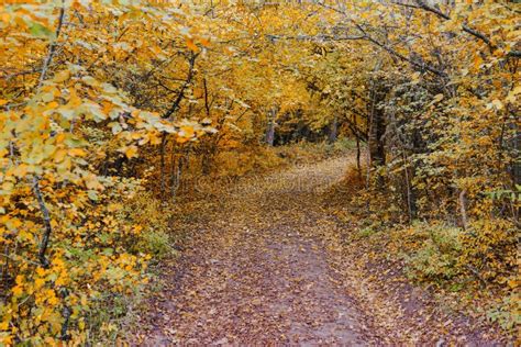 Paesaggio D Autunno Foglie Gialle Naturali Foreste Russia Fotografia