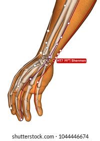 3d Medical Illustration Explain Extensor Muscles Stock Illustration