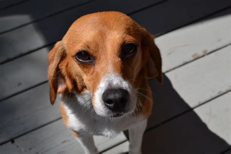 Ellie the retired research beagle enjoying the sunshine 🌤 : r/beagle