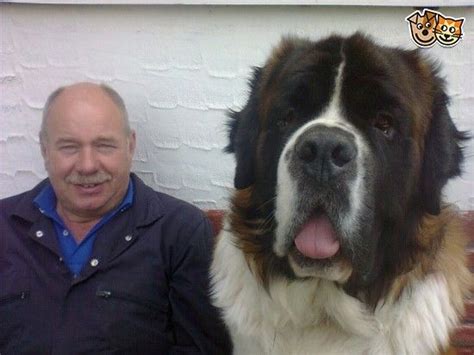 Beautiful St Bernard Male For Sale Adult With Images St Bernard