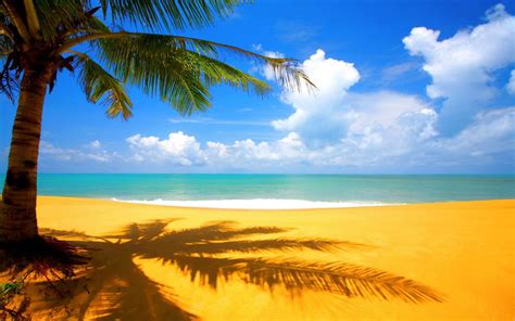 Green Palm Tree Sea Palm Trees Clouds Beach Hd Wallpaper