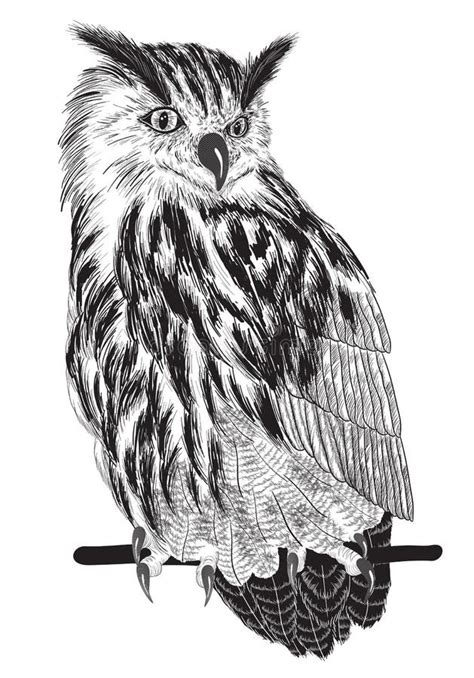 Dessin De Main D Un Hibou De Vol Illustration De Vecteur Illustration