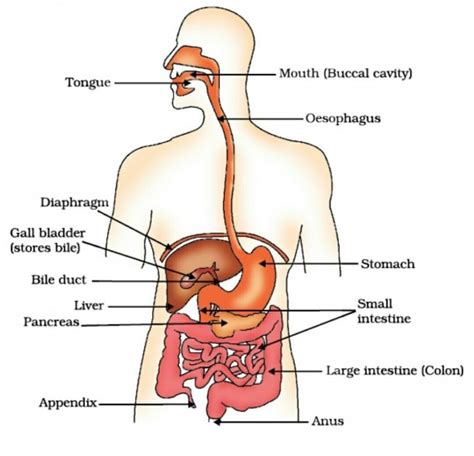 Detailed Labeled Diagram Of Digestive System Digestive Syste