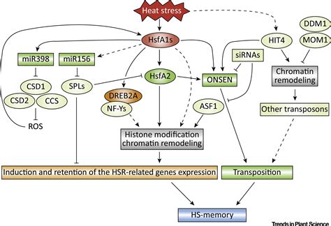 Transcriptional Regulatory Network Of Plant Heat Stress Response