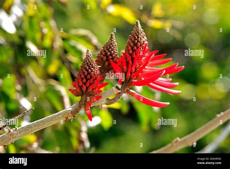 Coral Bean Erythrina Herbacea Coral Bean USA Stock Photo Alamy