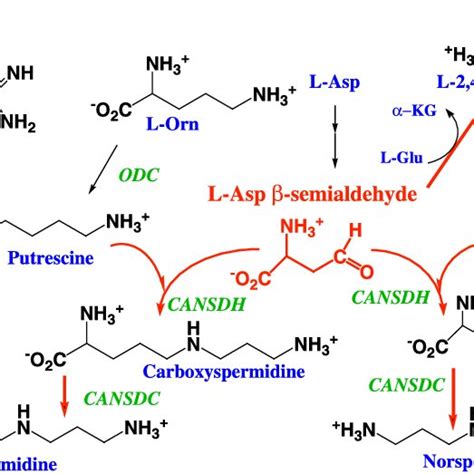 V Cholerae Polyamine Biosynthetic Pathway Green V Cholerae