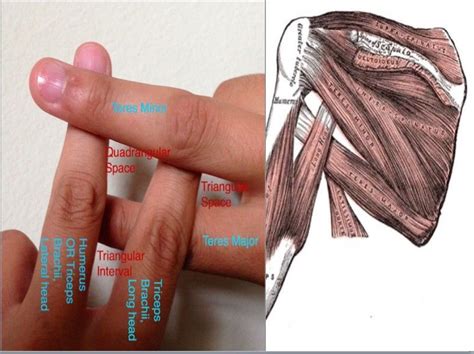 An Image Of The Muscles And Their Functions