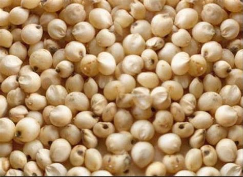 white sorghum cholam   price  coimbatore   geo exports