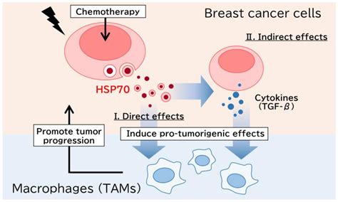 Cancers Free Full Text The Pro Tumorigenic Role Of Chemotherapy