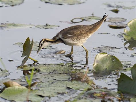 Pheasant Tailed Jacana Hydrophasianus Chirurgus Stock Image Image Of