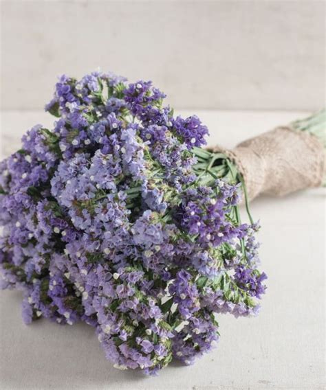 Discover the Best Seeds Online - Seedsday.com