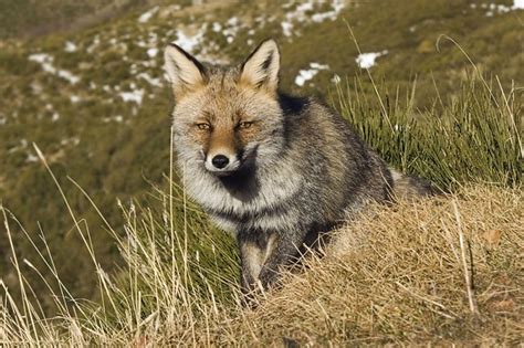 26 best images about Asturias, Fauna autóctona on Pinterest | Posts ...