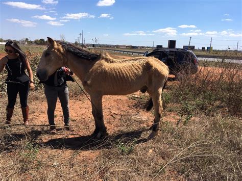 Cavalo vítima de maus tratos é encontrado amarrado é resgatado por