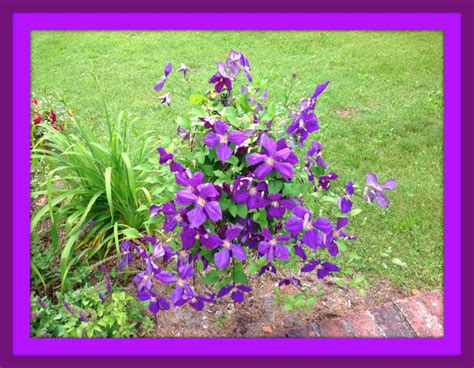 Flowering Vines In Tennessee In Vines Tennessee Flowering Flowering