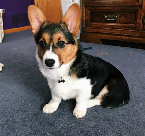 Corgi Puppies For Sale Manchester