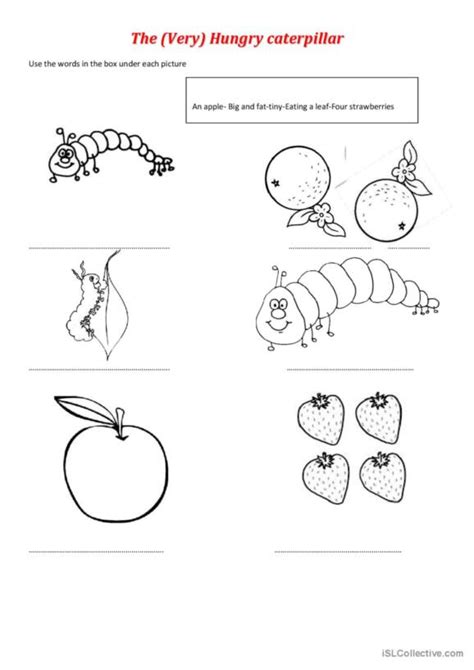 Hungry Caterpillar English Esl Worksheets Pdf Doc