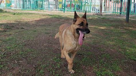 Día Mundial Del Perro ¿por Qué Se Celebra A Las Mascotas El Mañana