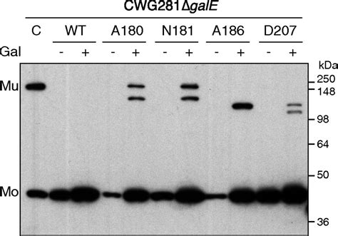 Trapped Translocation Intermediates Establish The Route For Export Of