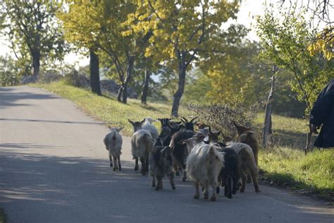 Goats Walking View From The Back Stock Photo Image Of Goats Horns