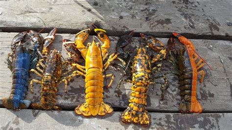 Rare yellow lobster caught off Maine coast