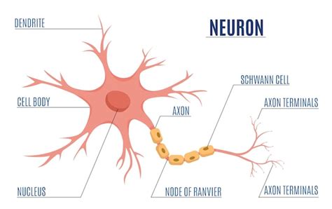 Premium Vector | Neuron Diagram Flat Infographics