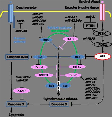 Signaling Cascades That Regulate The Intrinsic And Extrinsic Pathways