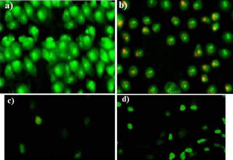 Apoptosis Assay By Acridine Orange Ethidium Bromide AO EtBr