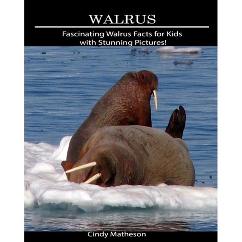 Walrus : Fascinating Walrus Facts for Kids with Stunning Pictures ...