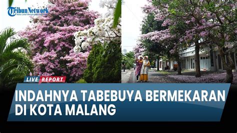 Melihat Indahnya Bunga Tabebuya Bermekaran Di Kota Malang Youtube