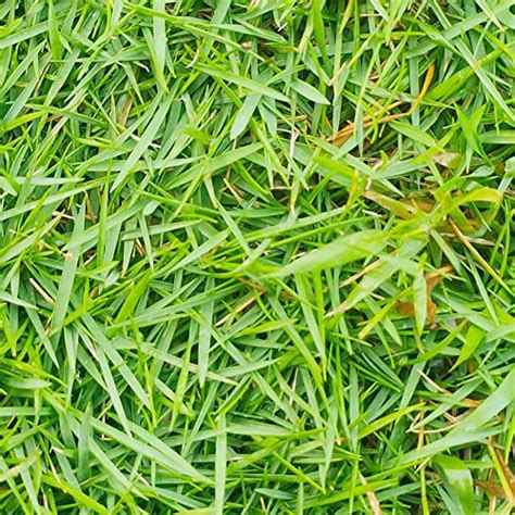 Zenith Zoysia Grass Seed A First Person Review