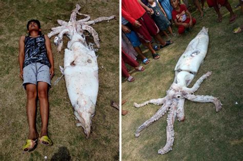 Sea creature: 8ft giant squid hauled onto shore in Philippines - Daily Star