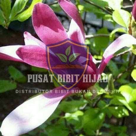 Jual Bibit Tanaman Bunga Kantil Merah Putih Shopee Indonesia