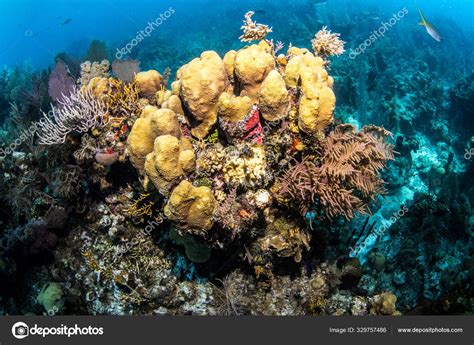 Blue Hole Belize Scuba Diving Stock Photo by ©Divepics 329757486