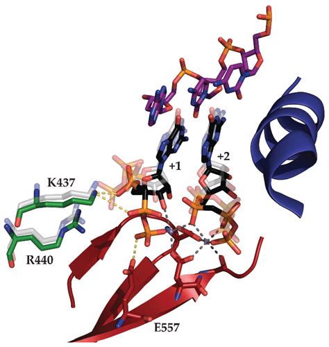 Biomolecules Special Issue Bacterial Rna Polymerase