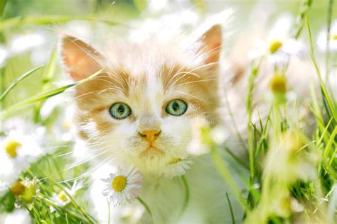 Peque O Gato Lindo Con Los Ojos Verdes En Hierba Verde Foto De Archivo