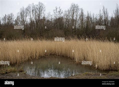 Water Reeds At The Parc Slip Nature Reserve On The 4th March 2021