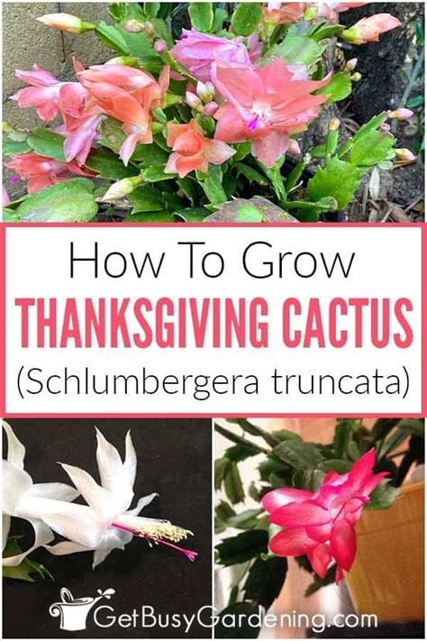 Thanksgiving Cactus Care How To Grow Schlumbergera Truncata